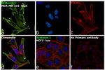 Syntenin 1 Antibody in Immunocytochemistry (ICC/IF)