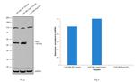 PAX3 Antibody in Western Blot (WB)