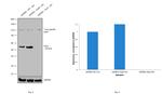 PAX3 Antibody in Western Blot (WB)