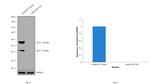 LEF1 Antibody in Western Blot (WB)