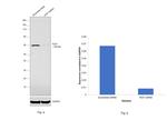 P2X7 Antibody in Western Blot (WB)