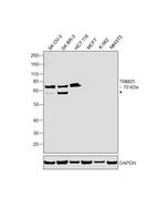 TRIM25 Antibody in Western Blot (WB)