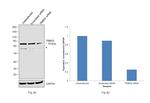 TRIM25 Antibody in Western Blot (WB)