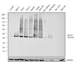 GLUT1 Antibody in Western Blot (WB)