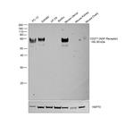 CD271 (NGF Receptor) Antibody