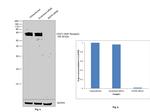 CD271 (NGF Receptor) Antibody