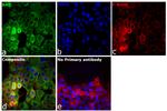 BAD Antibody in Immunocytochemistry (ICC/IF)