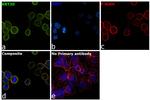 Cytokeratin 20 Antibody in Immunocytochemistry (ICC/IF)