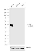 Cytokeratin 20 Antibody in Western Blot (WB)