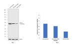 Cytokeratin 20 Antibody in Western Blot (WB)