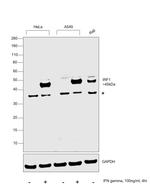 IRF1 Antibody in Western Blot (WB)