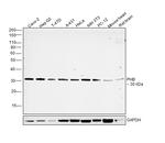 Prohibitin Antibody in Western Blot (WB)