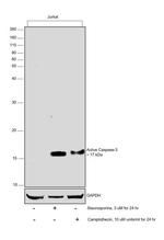 Active Caspase 3 Antibody in Western Blot (WB)