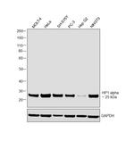 HP1 alpha Antibody in Western Blot (WB)