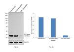 HP1 alpha Antibody in Western Blot (WB)