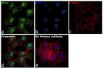 ATF2 Antibody in Immunocytochemistry (ICC/IF)