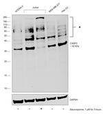 pro-Caspase 3 Antibody in Western Blot (WB)