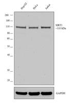 SIRT1 Antibody in Western Blot (WB)