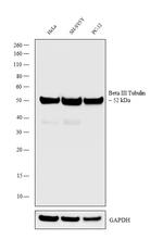 Beta III Tubulin Antibody in Western Blot (WB)