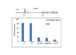 MLH1 Antibody in ChIP Assay (ChIP)