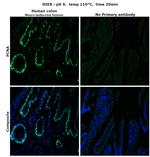 PCNA Antibody in Immunohistochemistry (Paraffin) (IHC (P))