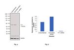 YY1 Antibody