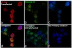 V5 Tag Antibody in Immunocytochemistry (ICC/IF)