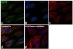 HSP90 alpha Antibody in Immunocytochemistry (ICC/IF)