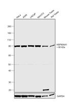 HSP90 alpha Antibody in Western Blot (WB)