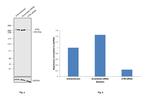 ATM Antibody in Western Blot (WB)