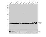 Calmodulin Antibody in Western Blot (WB)