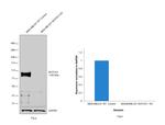 NOTCH1 Antibody in Western Blot (WB)