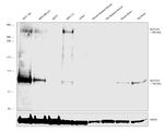 NOTCH1 Antibody in Western Blot (WB)