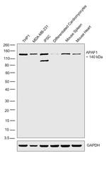 APAF1 Antibody in Western Blot (WB)