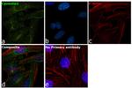 Caveolin 2 Antibody in Immunocytochemistry (ICC/IF)