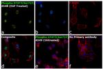 Phospho-STAT3 (Ser727) Antibody