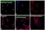 Phospho-STAT3 (Ser727) Antibody in Immunocytochemistry (ICC/IF)