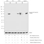 Phospho-STAT3 (Ser727) Antibody in Western Blot (WB)