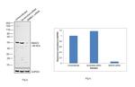 SMAD3 Antibody in Western Blot (WB)