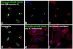 Phospho-GSK3B (Ser9) Antibody in Immunocytochemistry (ICC/IF)