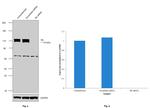 Rb Antibody in Western Blot (WB)