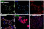 FOXO1 Antibody