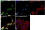 YAP1 Antibody in Immunocytochemistry (ICC/IF)