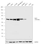 YAP1 Antibody in Western Blot (WB)