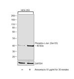 Phospho-c-Jun (Ser63) Antibody in Western Blot (WB)