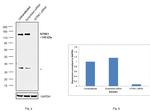 TrkA Antibody in Western Blot (WB)