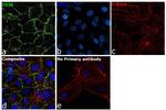 CD31 (PECAM-1) Antibody in Immunocytochemistry (ICC/IF)