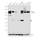 CD31 (PECAM-1) Antibody in Western Blot (WB)