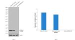 p16INK4a Antibody in Western Blot (WB)