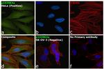 p16INK4a Antibody in Immunocytochemistry (ICC/IF)